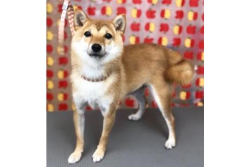 販売中の豆柴の親犬